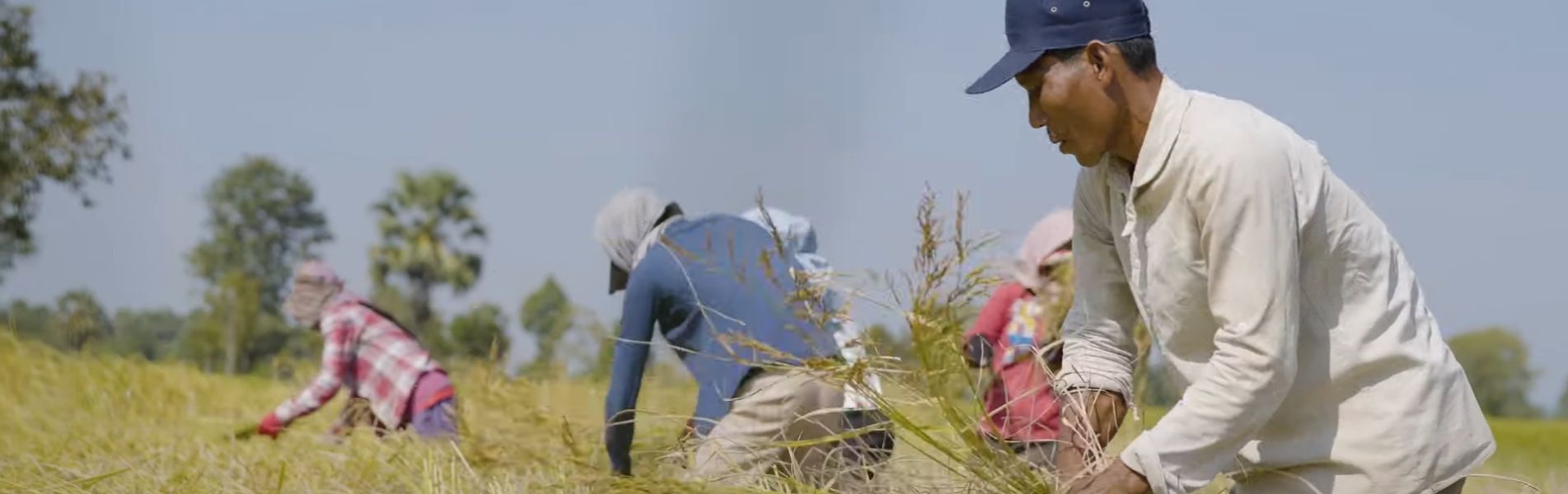 កាន់តែរីកចម្រើនទៅមុខជាមួយគ្នា៖ អូស្ត្រាលីគាំទ្រវិស័យស្រូវអង្ករកម្ពុជា