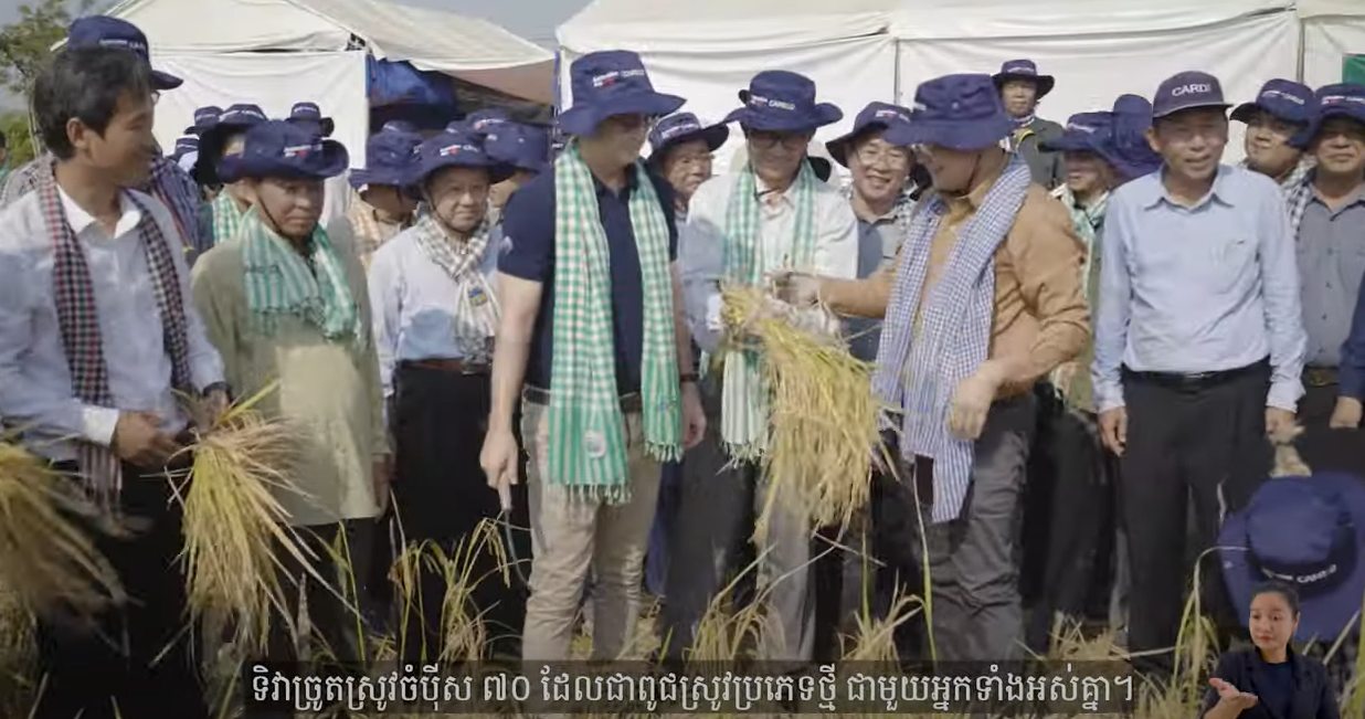 ទិវាច្រូតស្រូវ ពូជចំបុីស ៧០ 