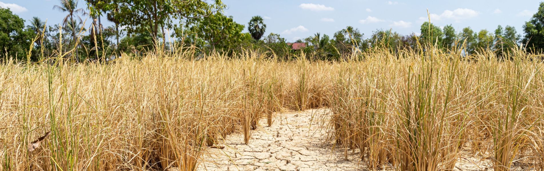 អូស្ត្រាលីគាំទ្រគំនិតផ្តួចផ្តើមហិរញ្ញវត្ថុបៃតងដំបូងបង្អស់របស់កម្ពុជា។
