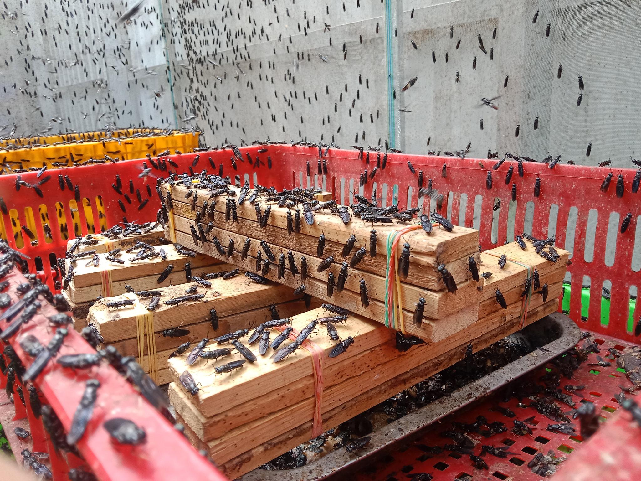 Australia supports Cambodia’s journey toward a more food-secure and sustainable future