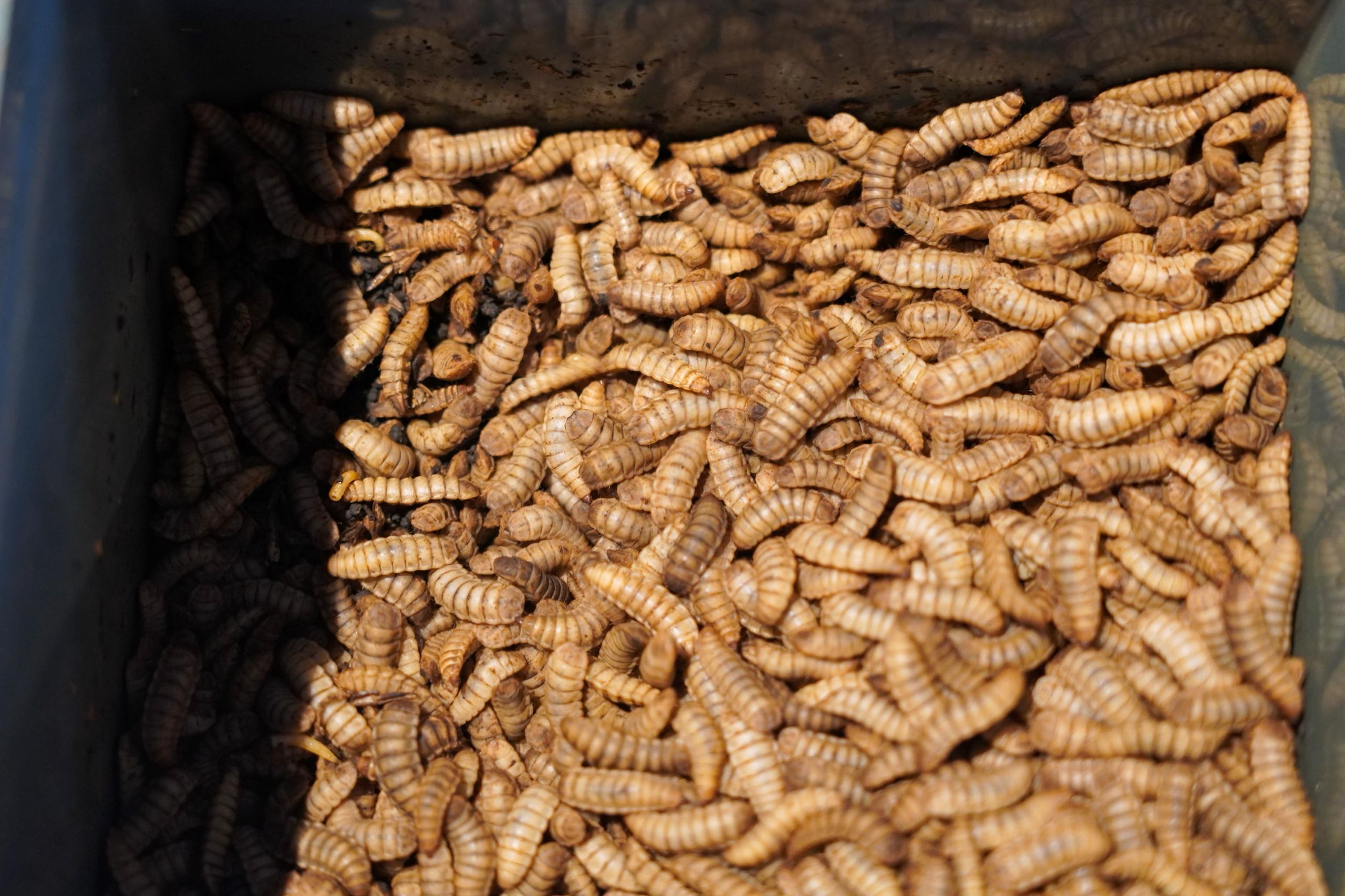 Australia supports Cambodia’s journey toward a more food-secure and sustainable future