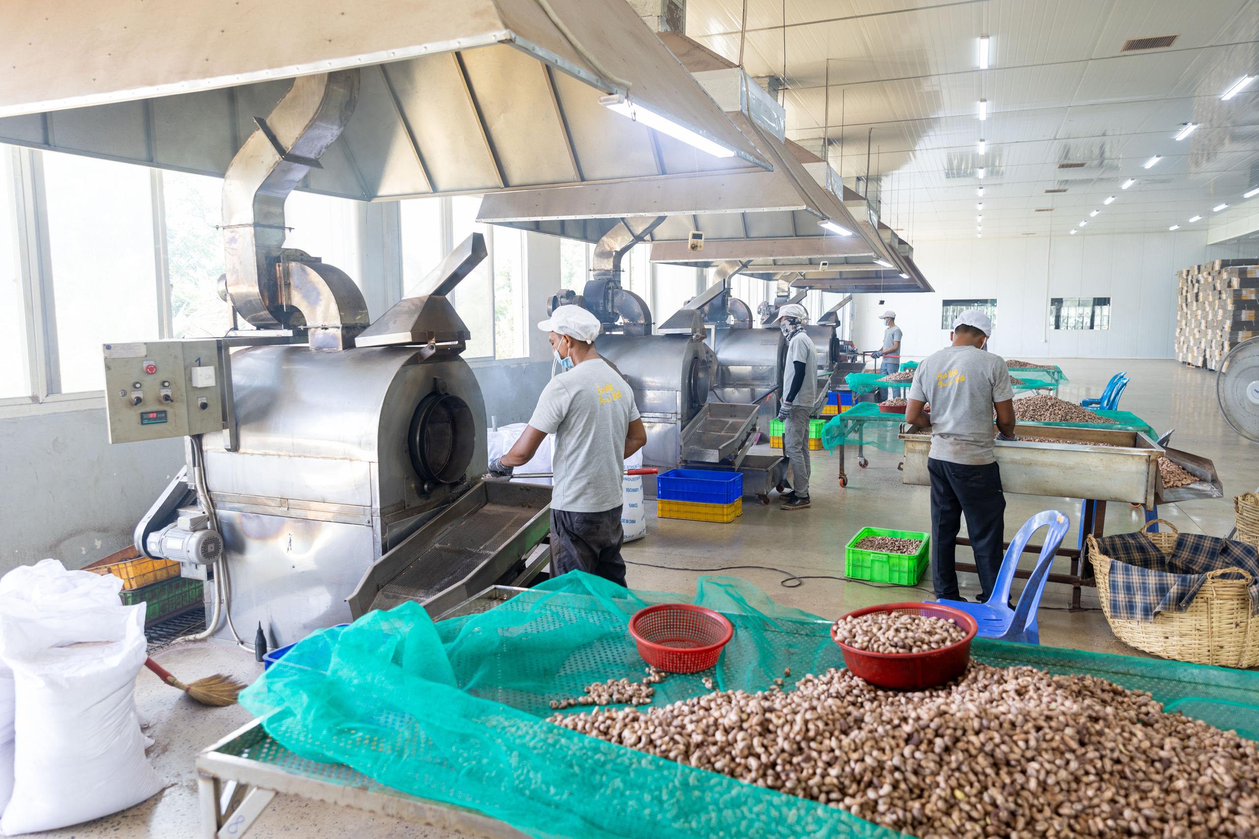 Australia boosts Cambodia’s cashew processing capacities
