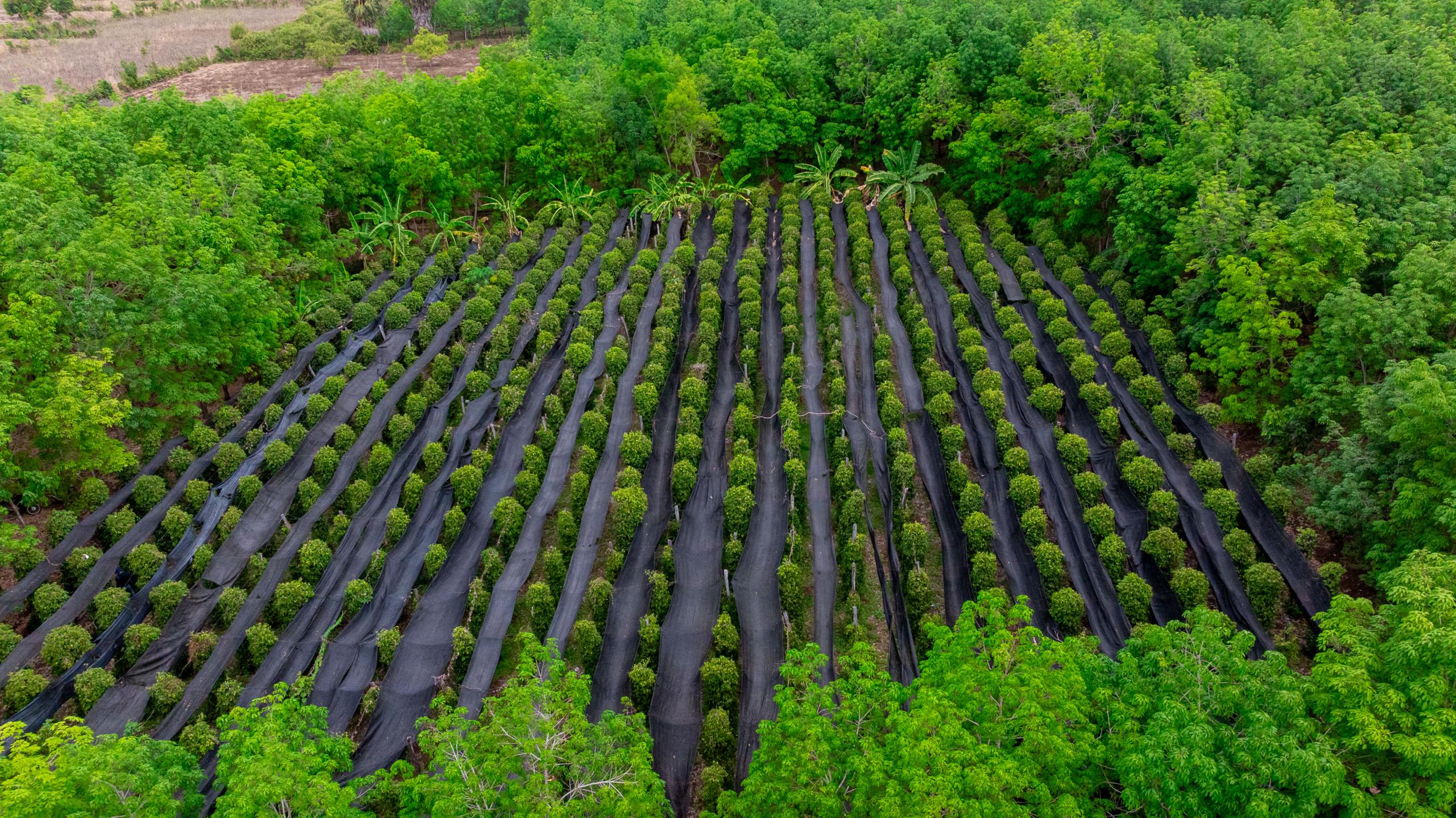 Australia is helping Tboung Khmum pepper farmers gain global recognition