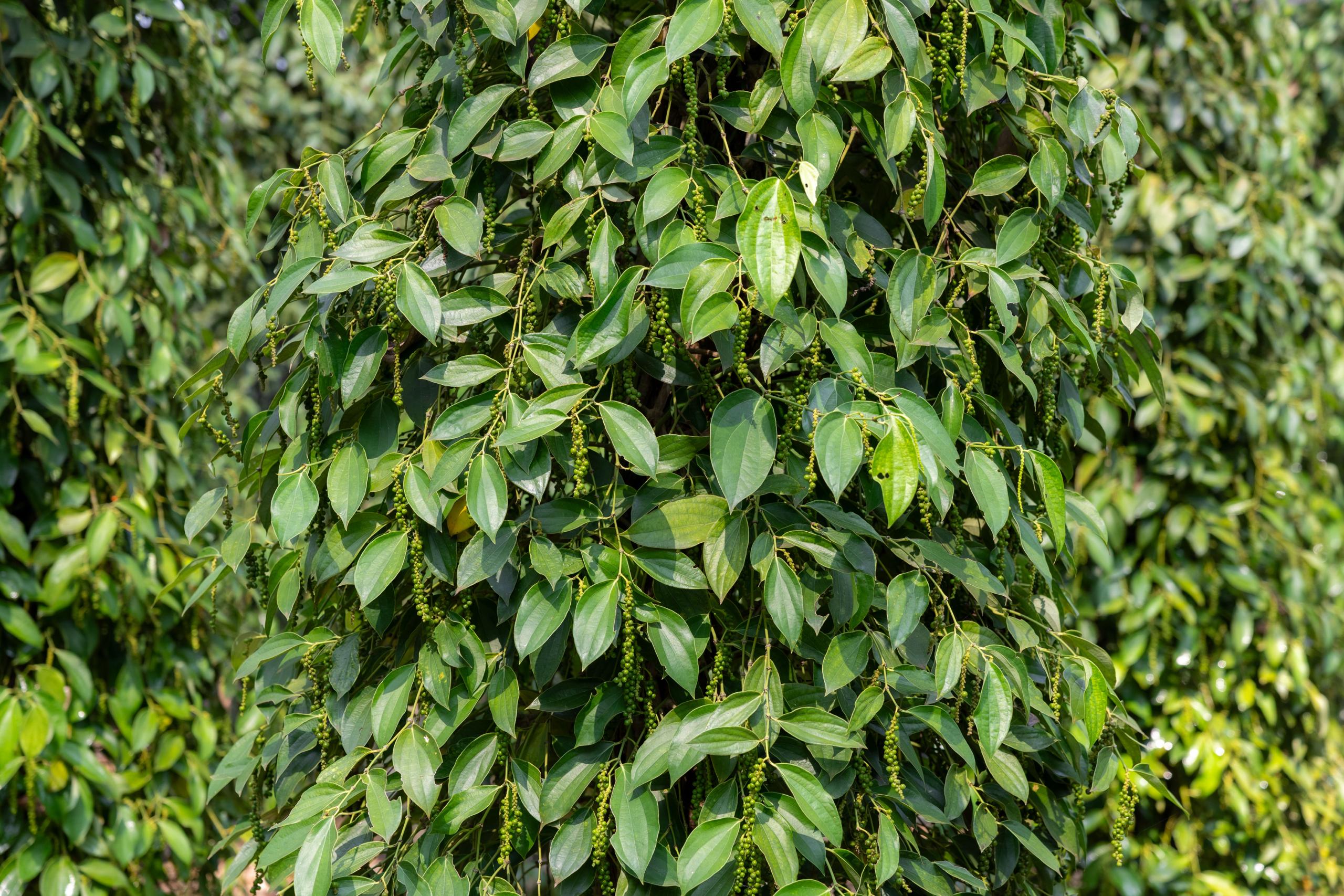 Australia is helping Tboung Khmum pepper farmers gain global recognition