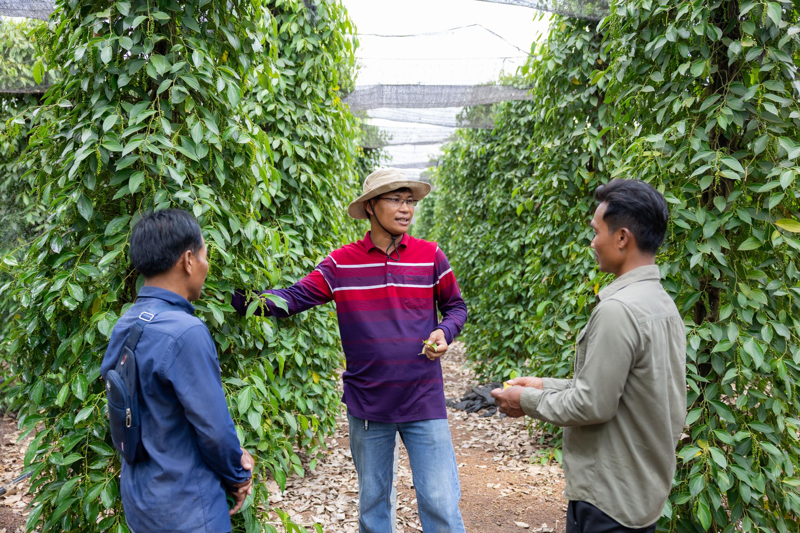 Australia is helping Tboung Khmum pepper farmers gain global recognition