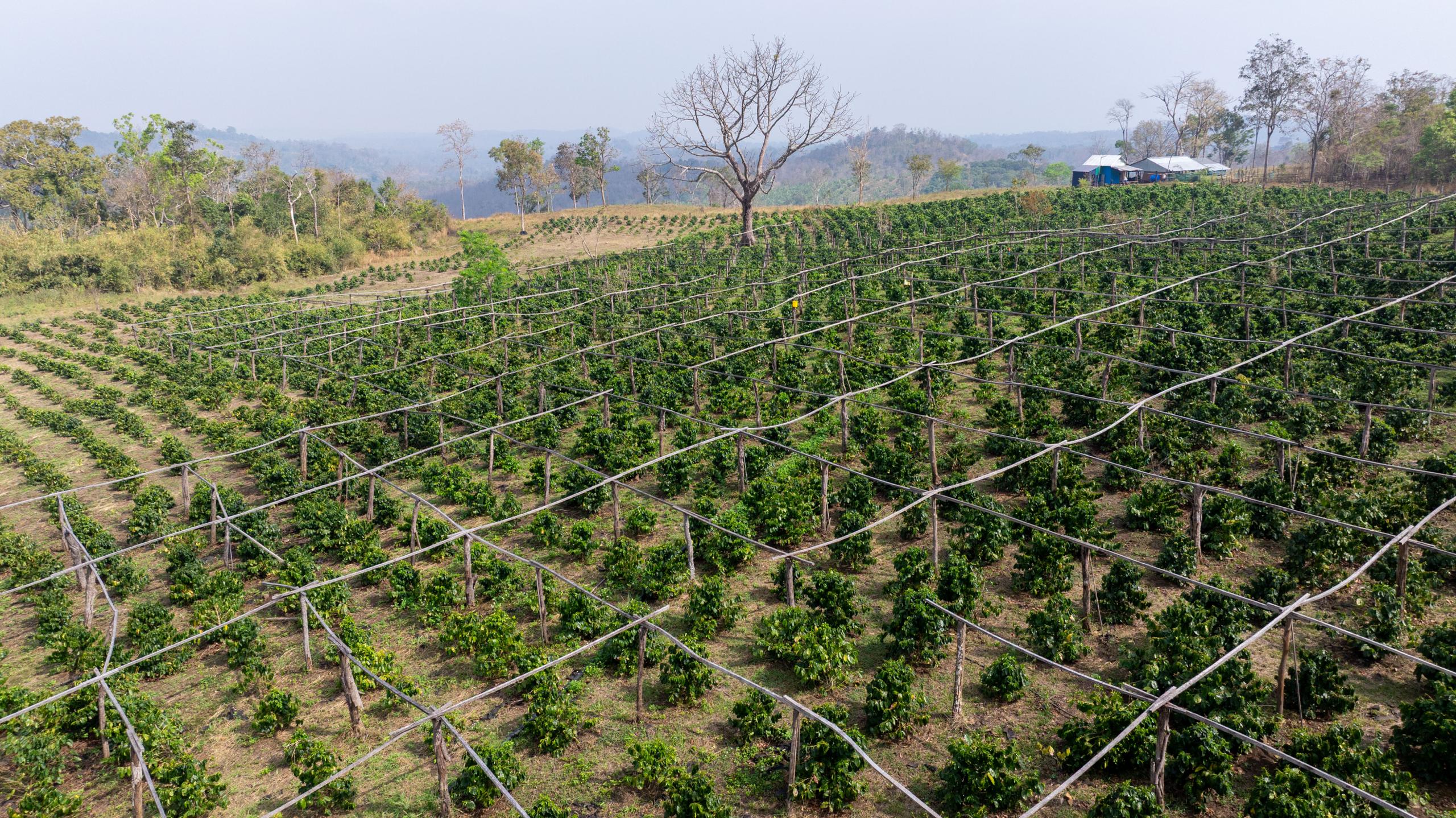 Australia’s support helps boost Cambodia’s coffee production