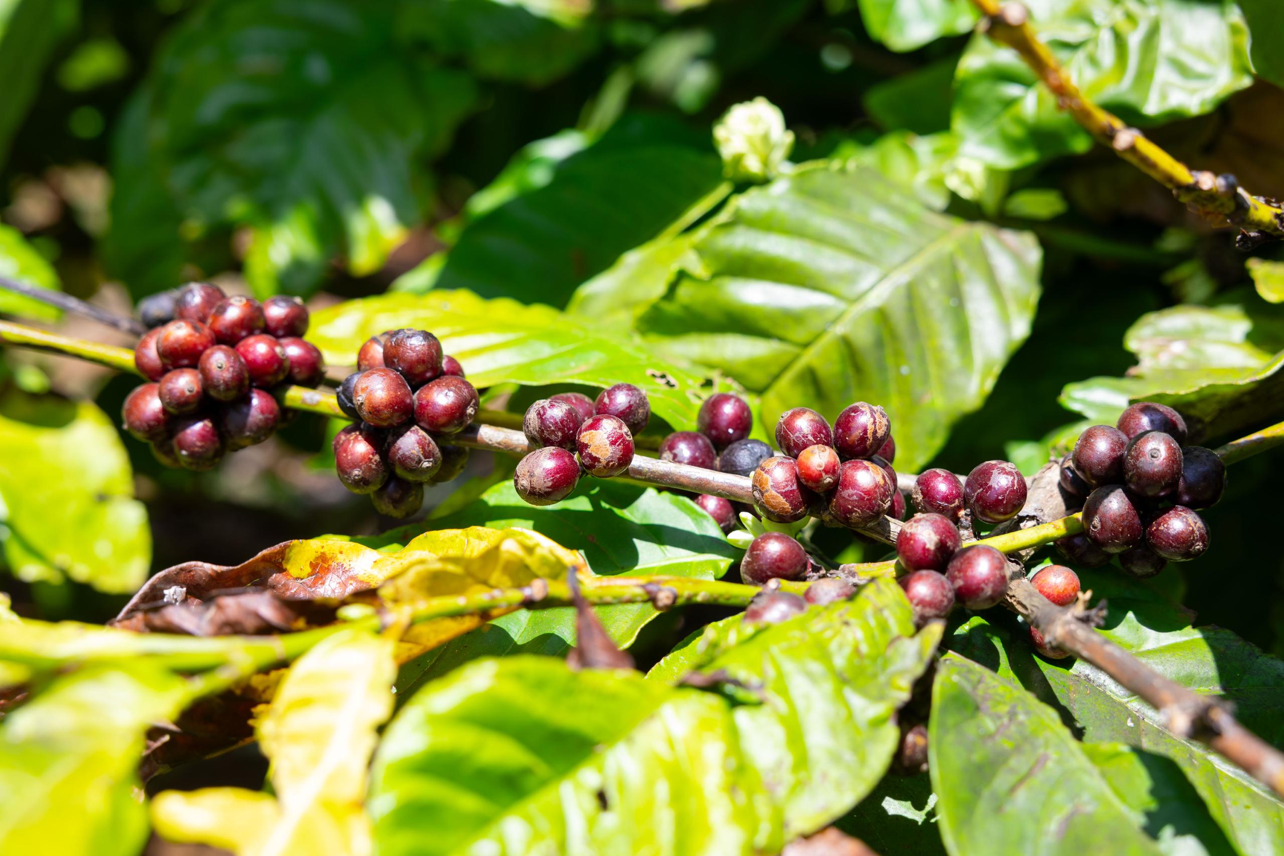 Australia’s support helps boost Cambodia’s coffee production