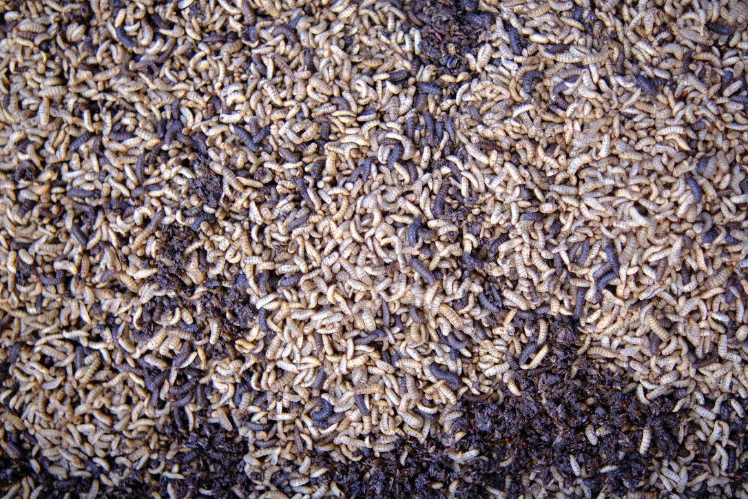 Australia supports Cambodian farmers amid rising fertiliser costs