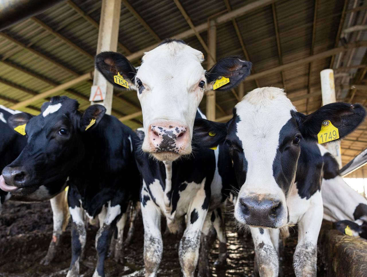 More Australian cows for Cambodia’s growing diary industry 