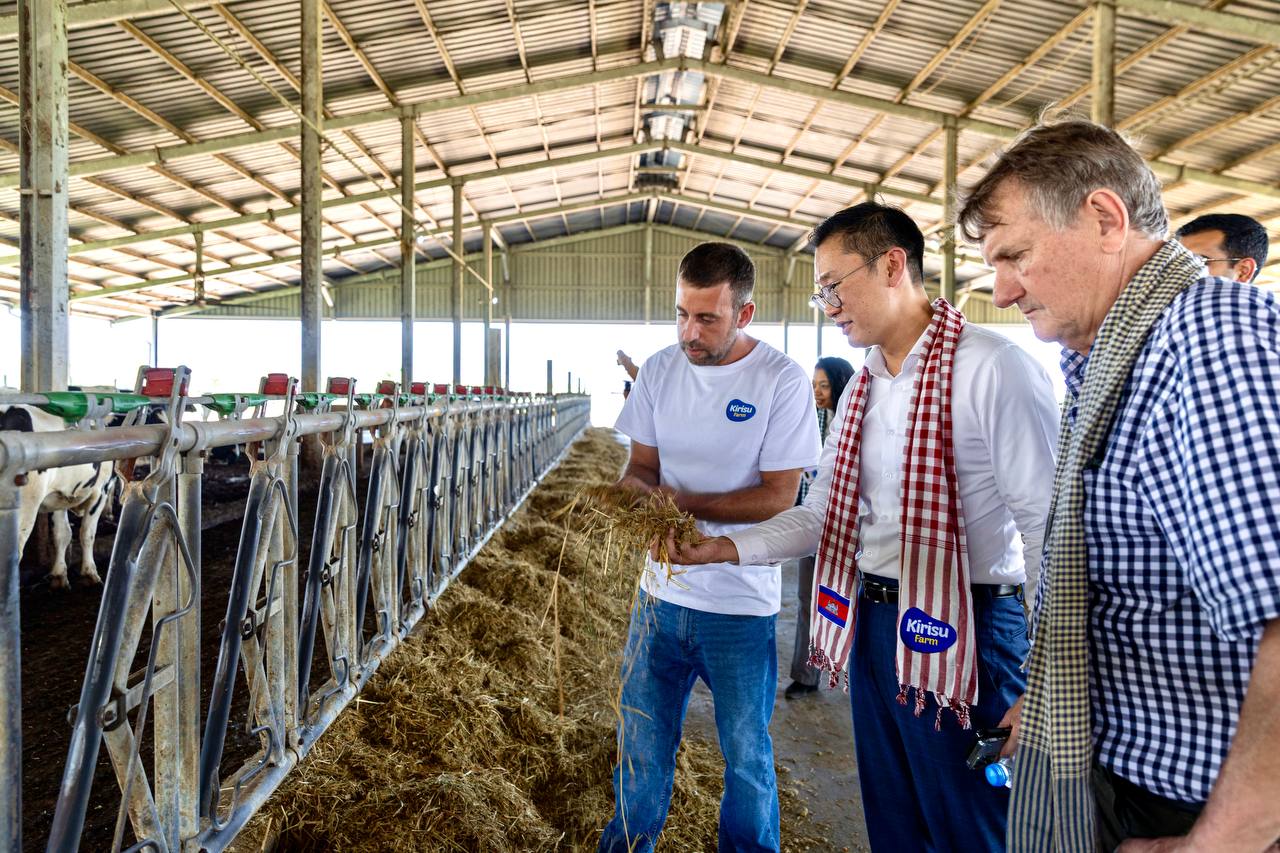 More Australian cows for Cambodia’s growing diary industry 