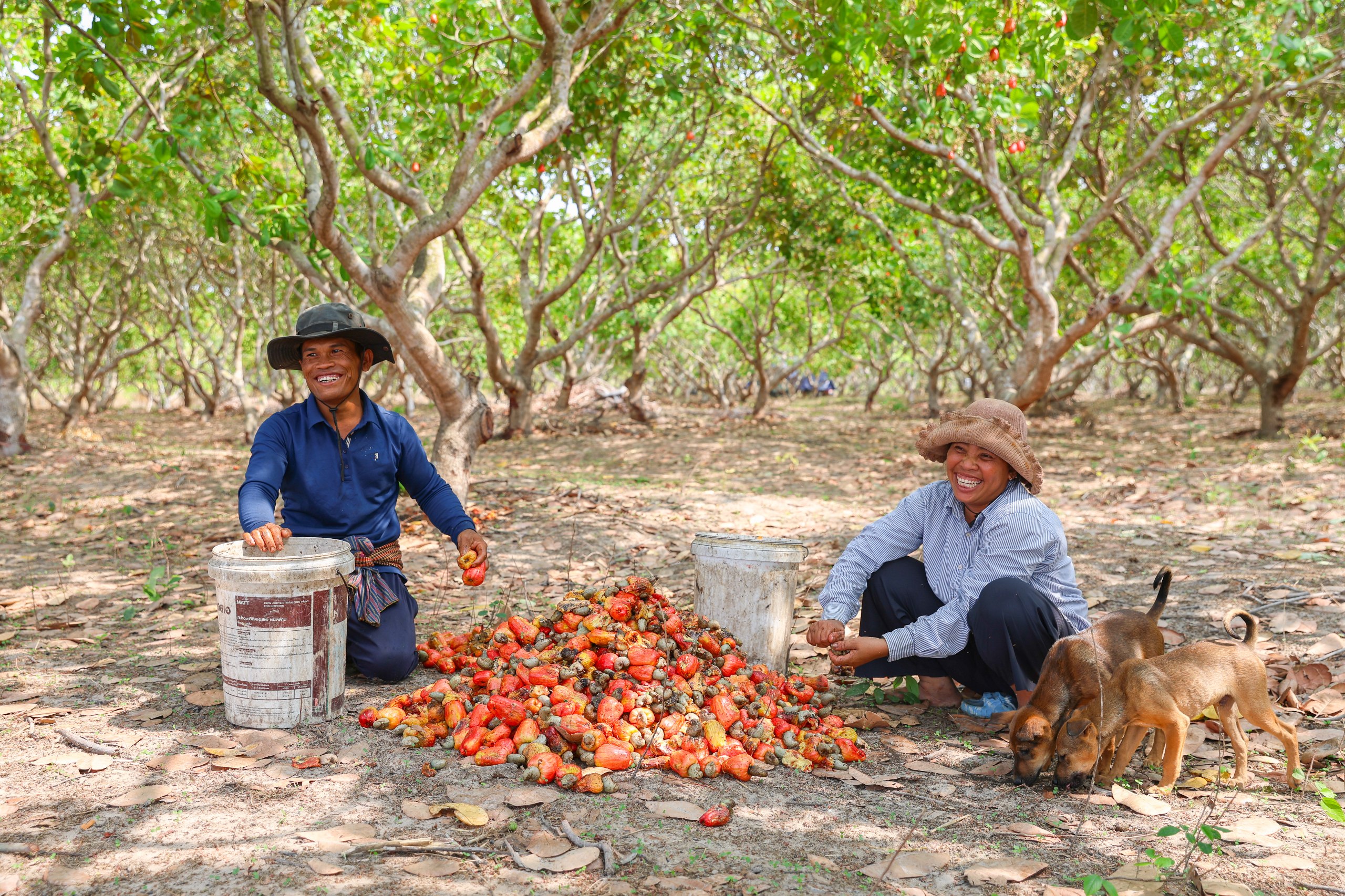 Australia boosts Cambodia’s cashew processing potential