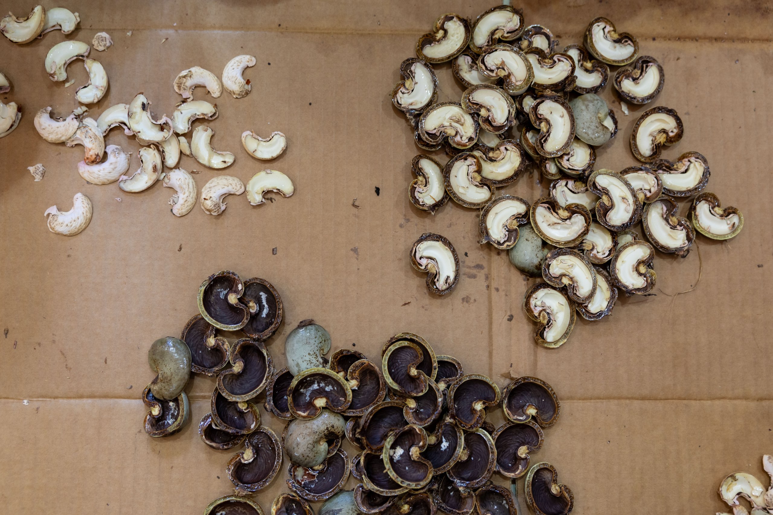 Australia boosts Cambodia’s cashew processing potential